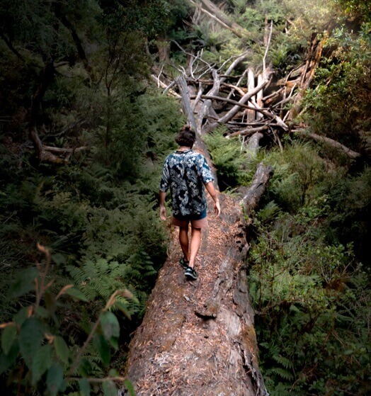 Wide shot of a person walking away over a fallen tree in a forest